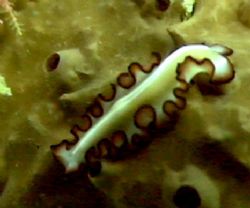 pretty Flat Worm, Sony PC350 by Marylin Batt 